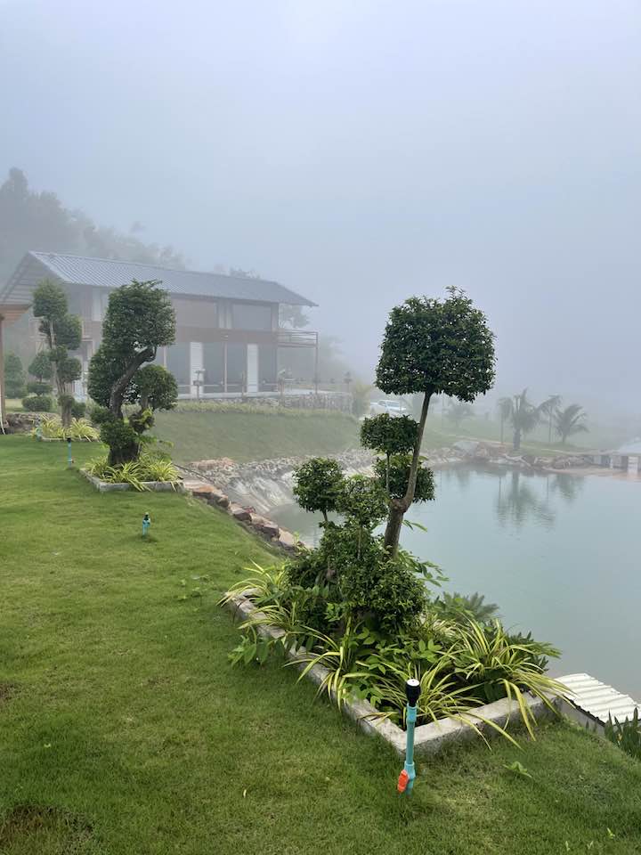 Misty morning in the garden